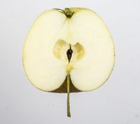 Nonnetit fra Odstrup æble